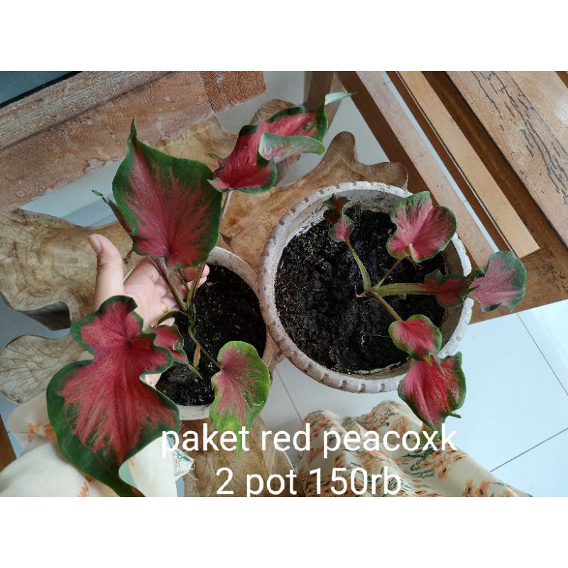 paket caladium red peacock 2 pot 150rb