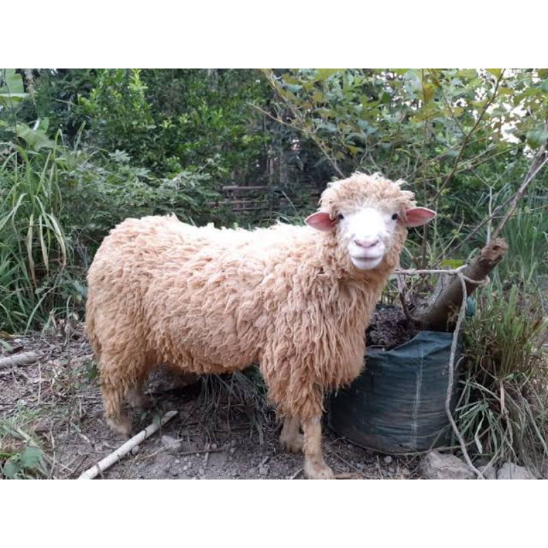 

Domba/kambing aqiqah karkas domba utuh