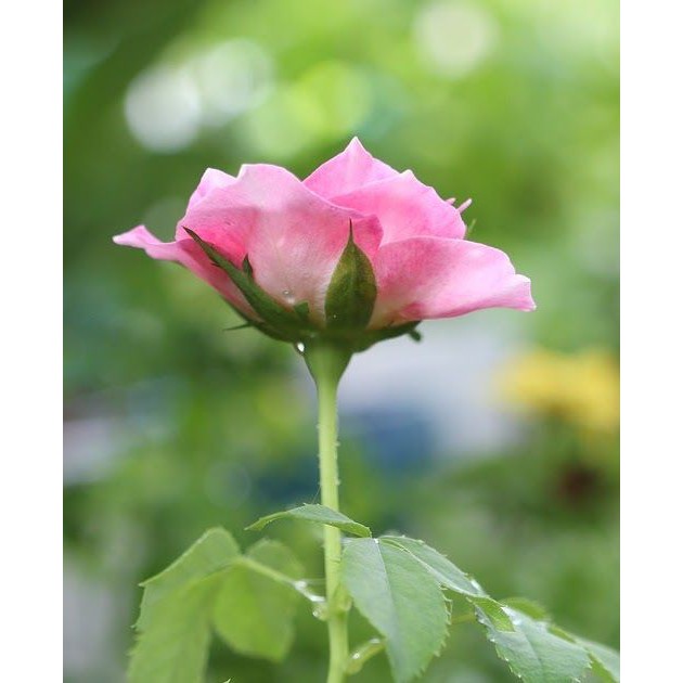 tanaman bunga mawar hidup rose kondisi kuncup / berbunga bunga besar wangi 11