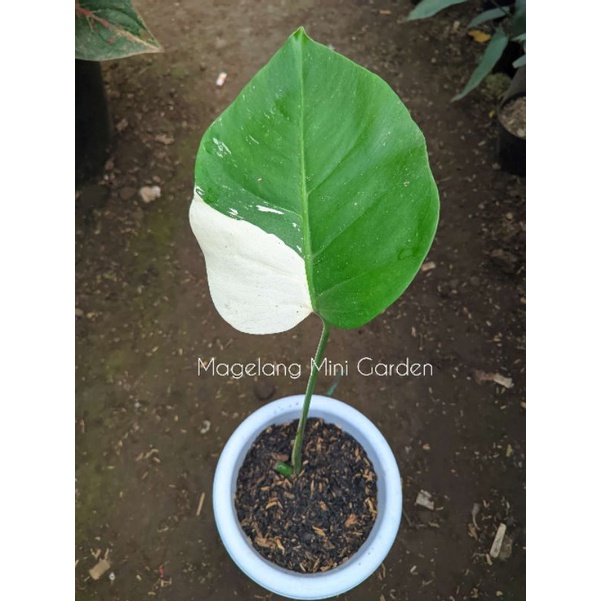Monstera variegata 1 daun pancing