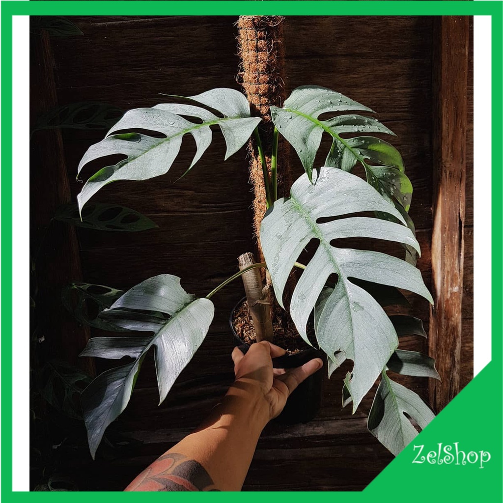 Tanaman Hias Philodendron Cebu Blue / Epipremnum Cebu Blue