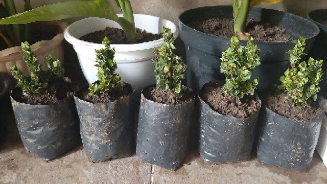 Tanaman Hias Bunga Asoka Tusuk Sate - Soka Tusuk Sate