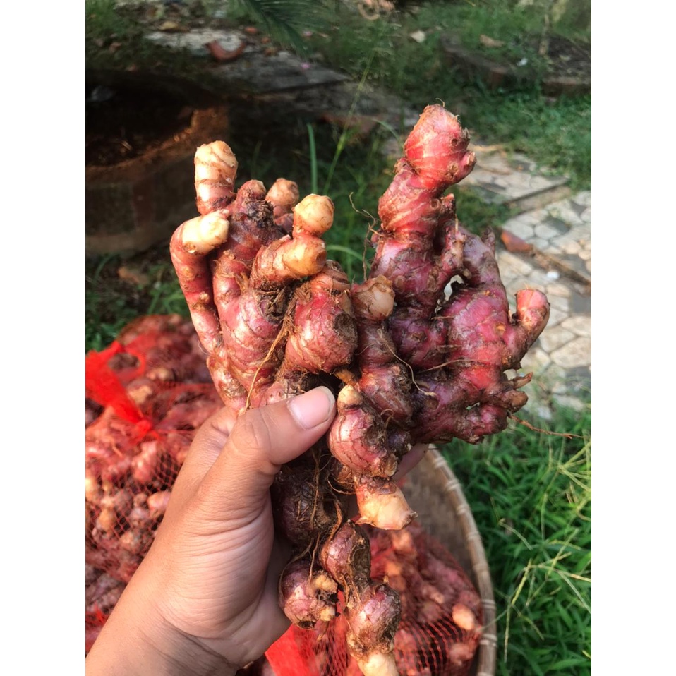 

Jahe Merah 1Kg Super WedangJahePure Herbal