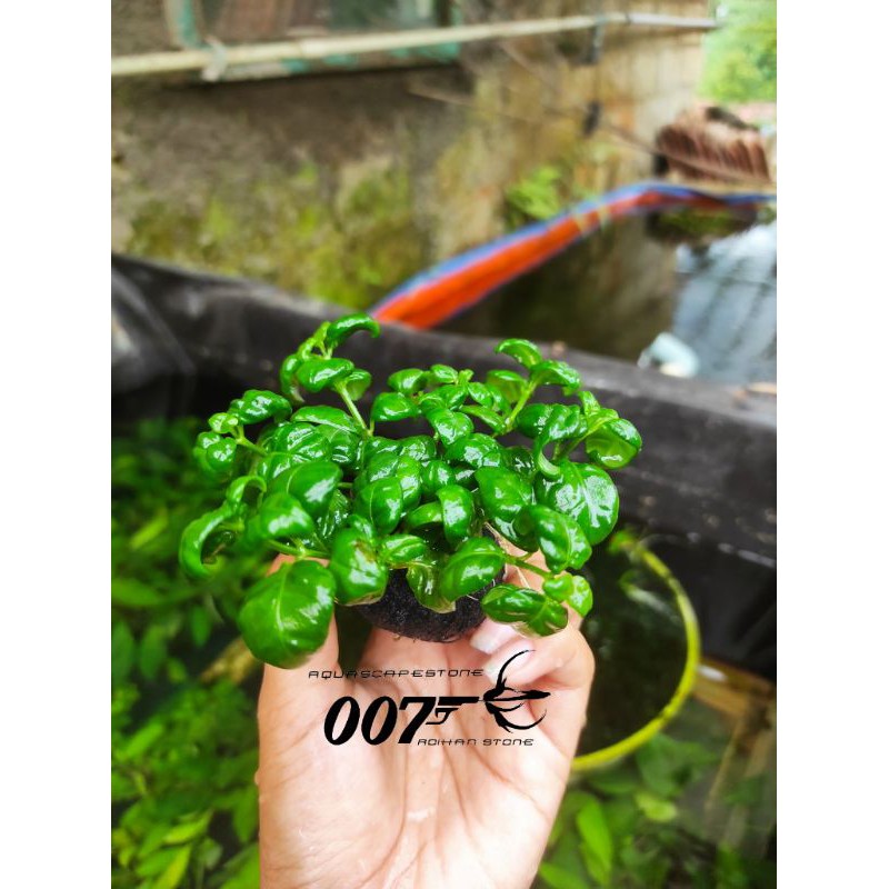 angguran wabikusa tanaman aquascape