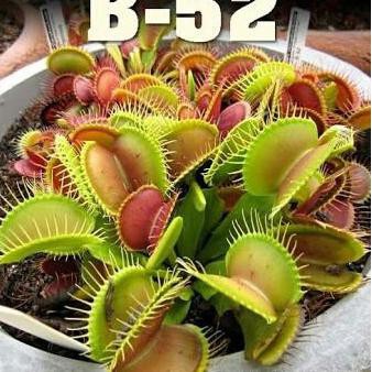 New Venus Flytrap B52 Stok Terbatas