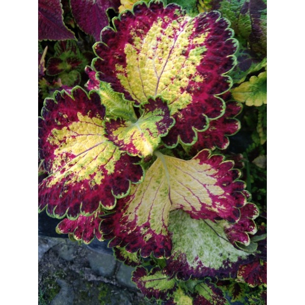 Bunga miana premium Arjuna