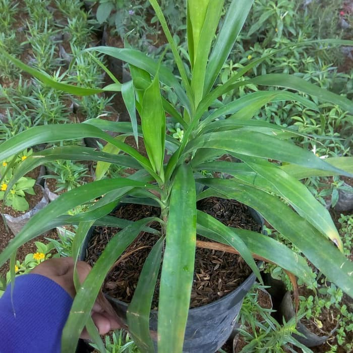 Tanaman Dau Suji Pewarna Alami Makanan