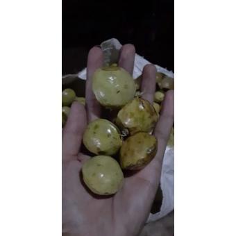 

PALING DIMINATI jengkol muda / lalap / sayuran 250g ✪ 861