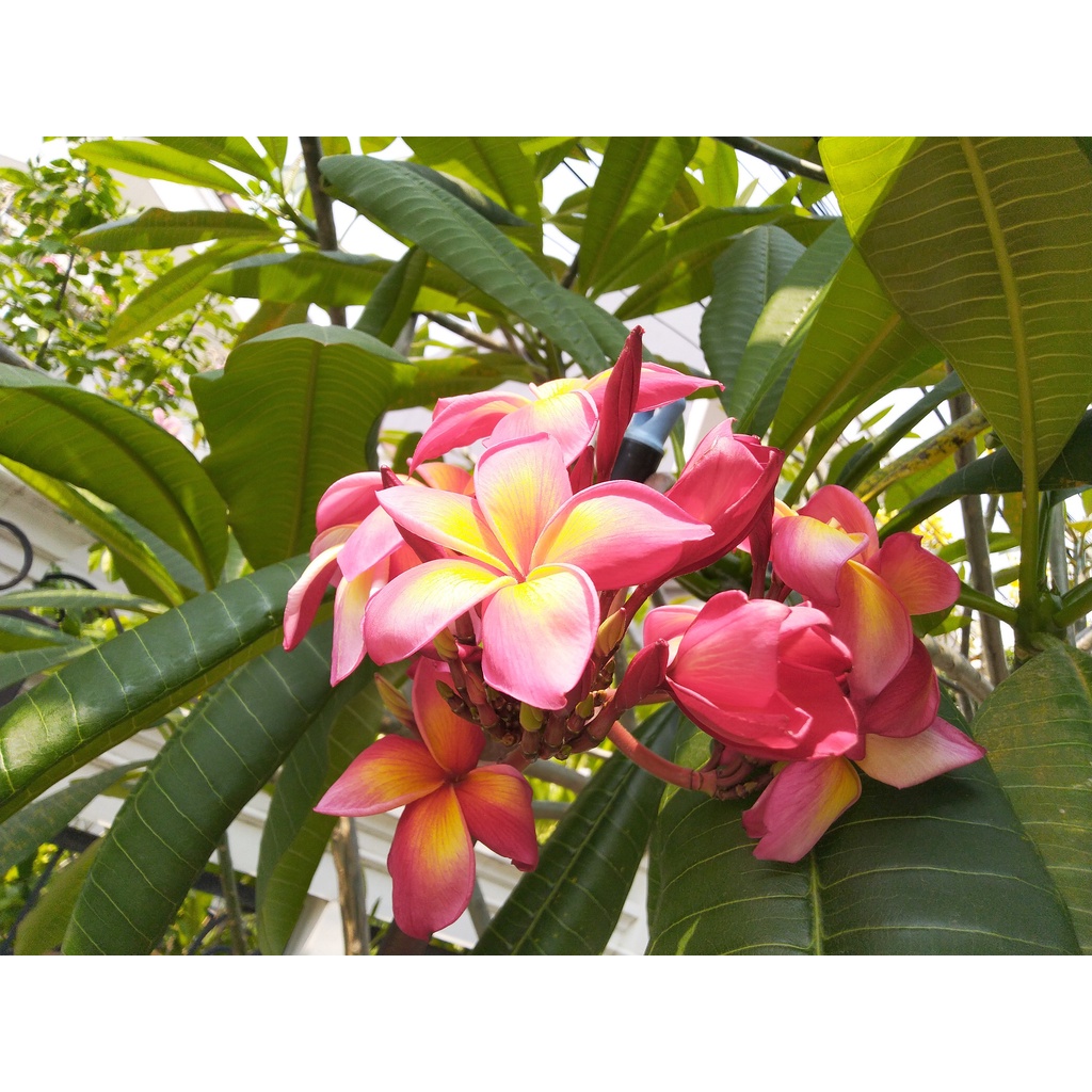 Bibit Stek Kamboja Bali Plumeria Frangipani Kimo Hawaii