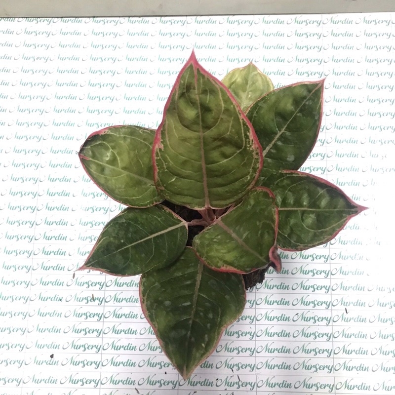 AGLONEMA LIPSTIK GREG | TANAMAN HIAS AGLONEMA | LIPSTIK GREG