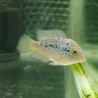 Ikan Louhan Kamfa F2/GB Progress full mutiara (COD)