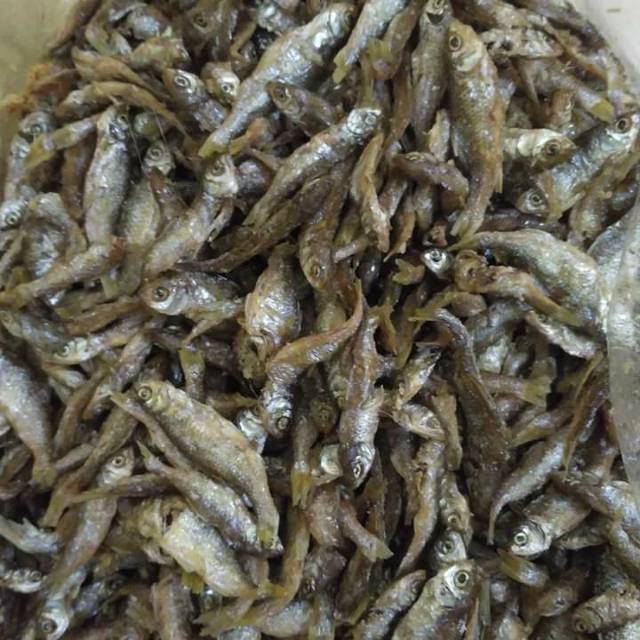 

Ikan bilih asli danau singkarak