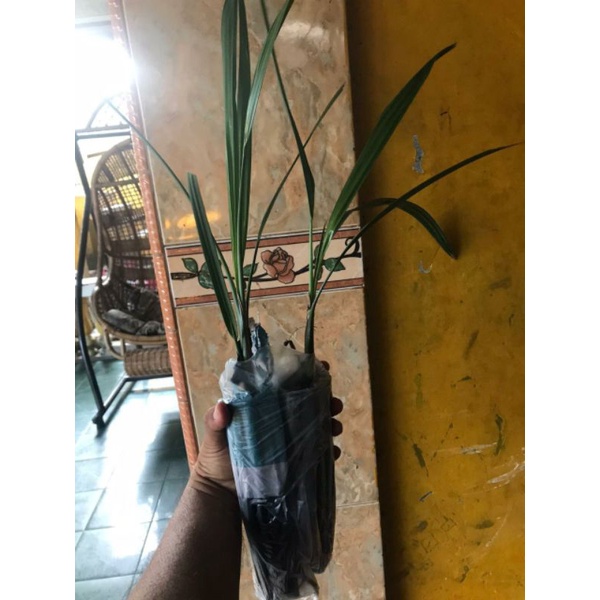 Bibit Kurma Barhee Kultur Jaringan