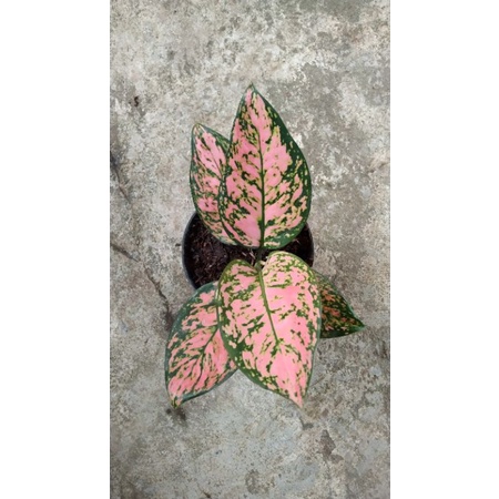 Aglonema lady valentine remaja