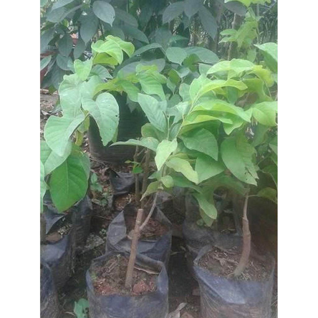 BIBIT TANAMAN BUAH SRIKAYA NANAS BIRIBA ROLLINIA DELICIOSA KW ASLI