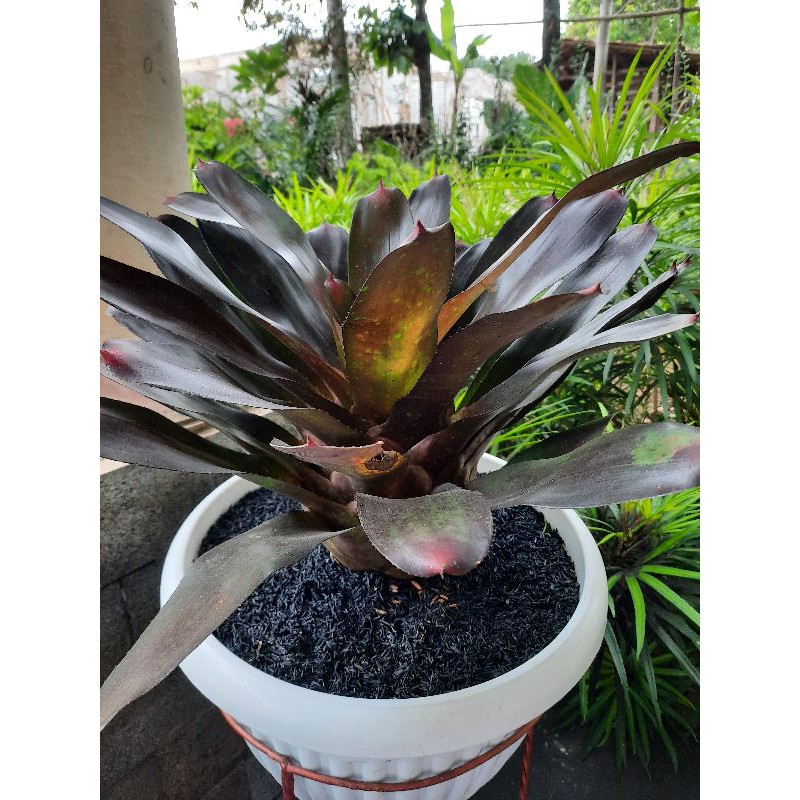 Tanaman hias Bromelia /Bromelia