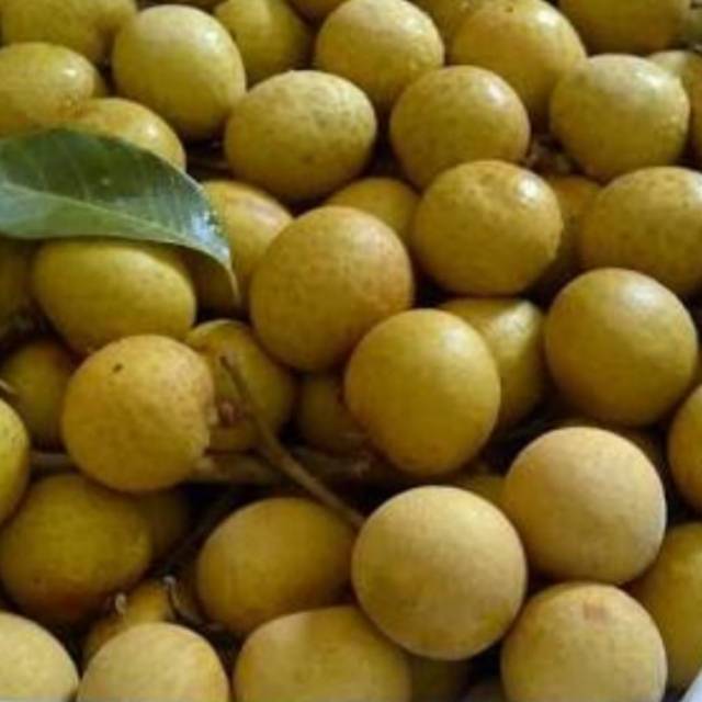 

KELENGKENG BANGKOK/kg