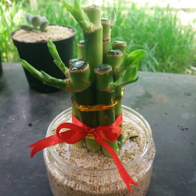 erilafitri