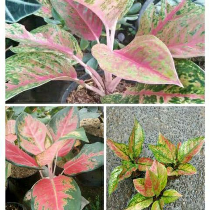 promo paket hemat 3 jenis anakan aglonema