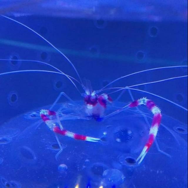 

IKAN HIAS LAUT UDANG MP