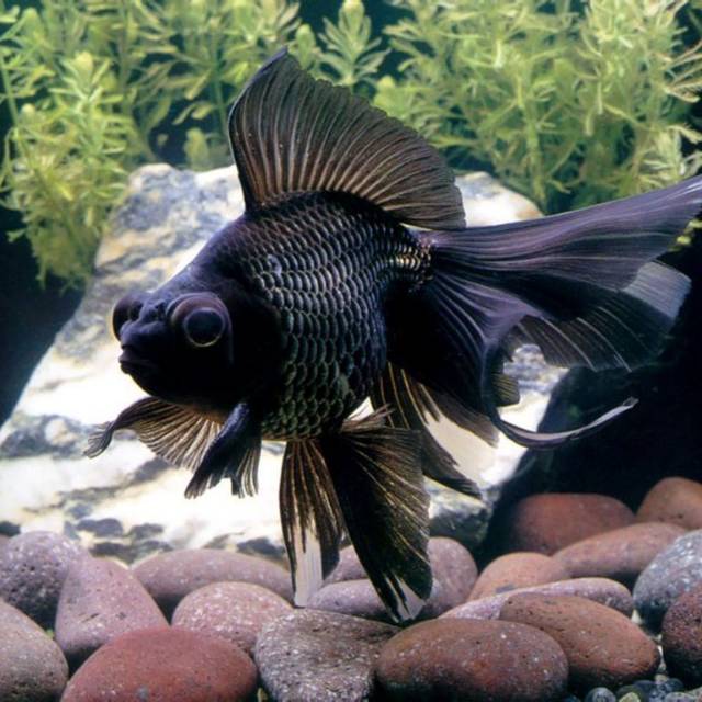 Ikan Hias Maskoki Mas  Koki  Black moor Hitam Lowo Hiasan  