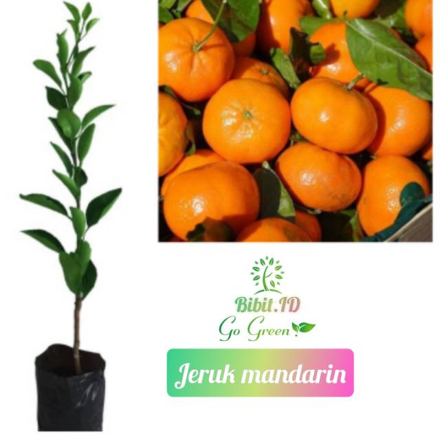Bibit jeruk Mandarin