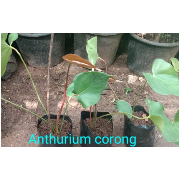 Anthurium Corong (Anakan)