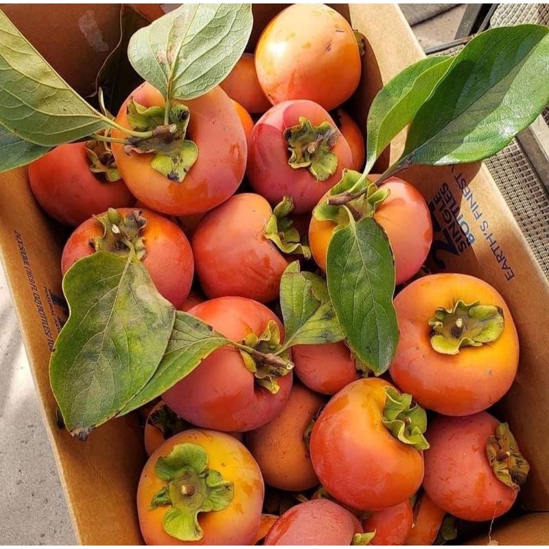 Bibit Buah Kesemek / Bibit Tanaman Buah Kesemek Manis