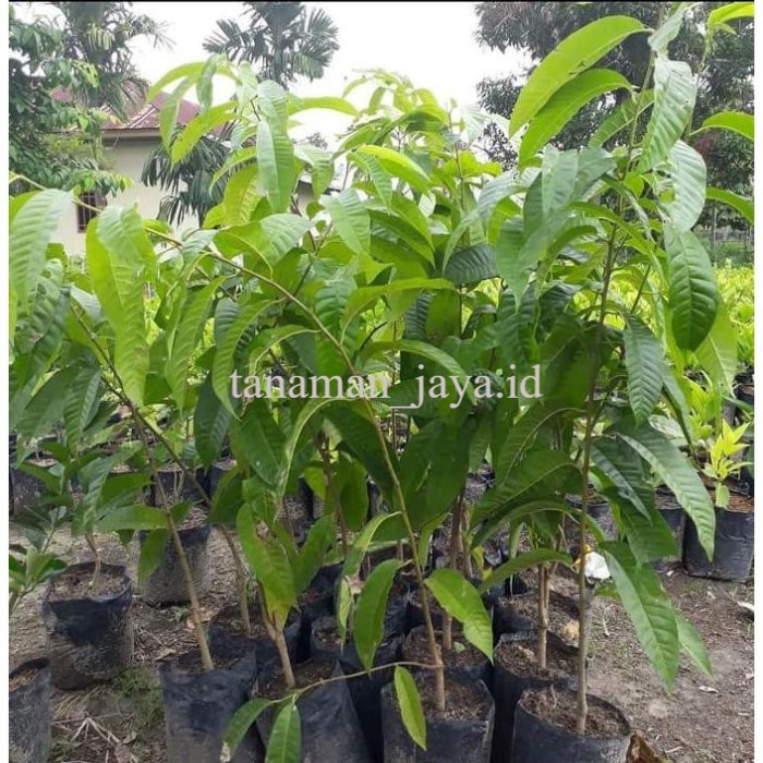 Bibit Tanaman buah srikaya jumbo+bonus bibit delima merah