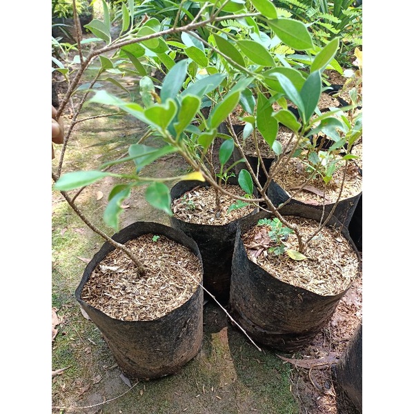tanaman kimeng bahan bonsai kimeng