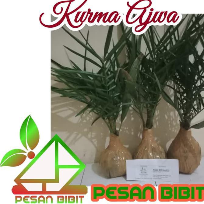 Bibit Pohon Kurma Ajwa Super **