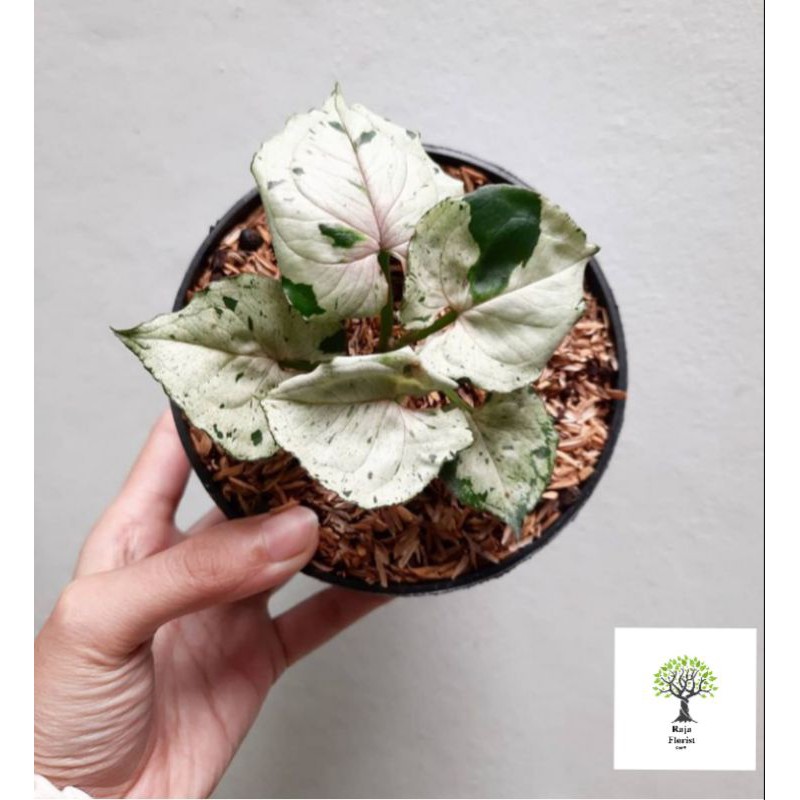 syngonium green splash