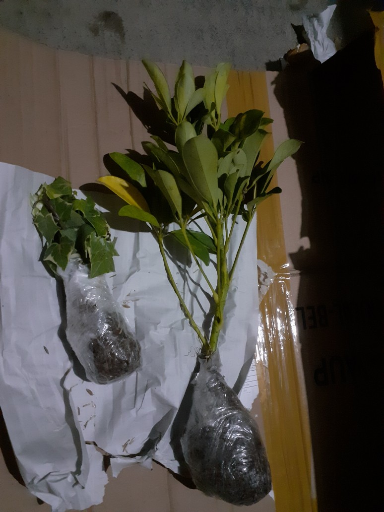 Tanaman Hias Gantung Bunga Ivy Varigata / Hedera Helix Glacier