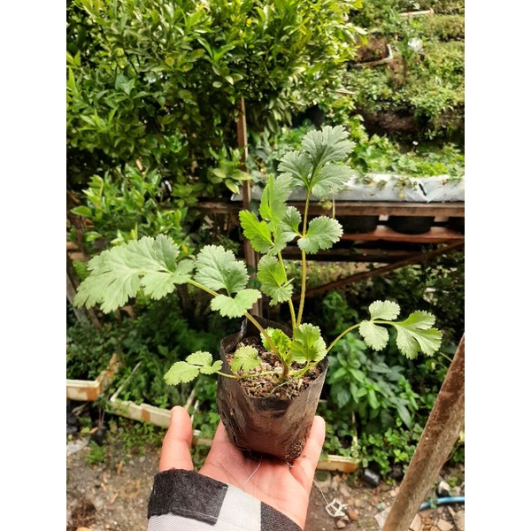 Bibit Daun Ketumbar, Tanaman Ketumbar, Daun Wansui, Coriander, Cilantro