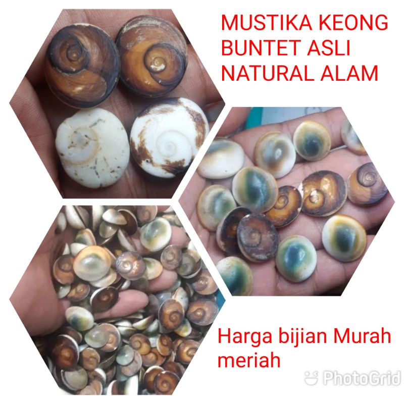 FOSIL BATU KEONG BUNTET ASLI NATURAL