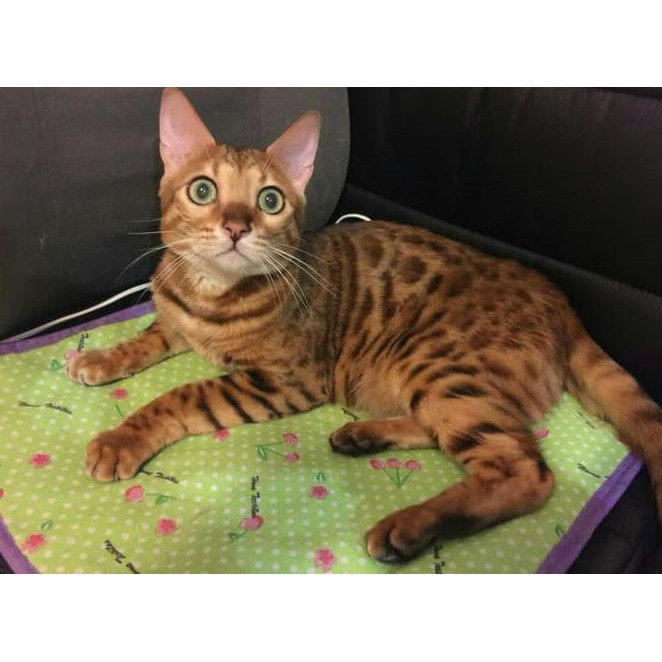cat heat pad