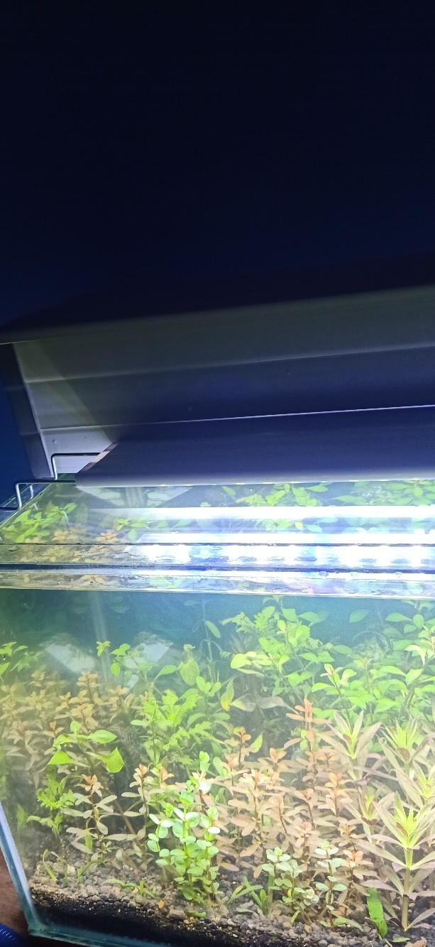 Pipa L Akuarium 3 Pcs