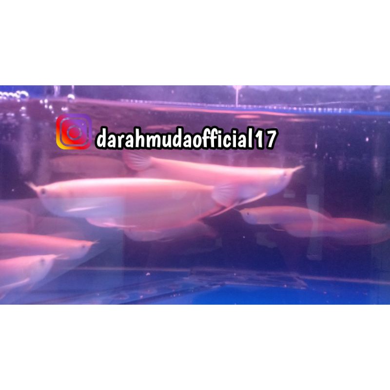 AROWANA SILVER ALBINO SIZE 24-25 Cm