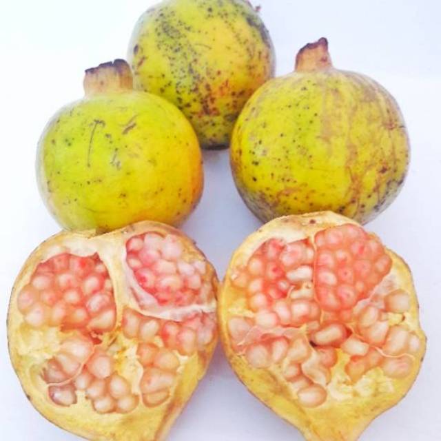 

Buah Delima Putih 1 kg organik fresh baru petik untuk promil