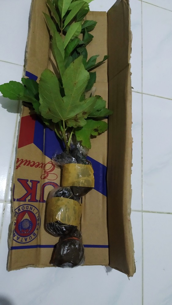 Bibit Tanaman Daun Salam