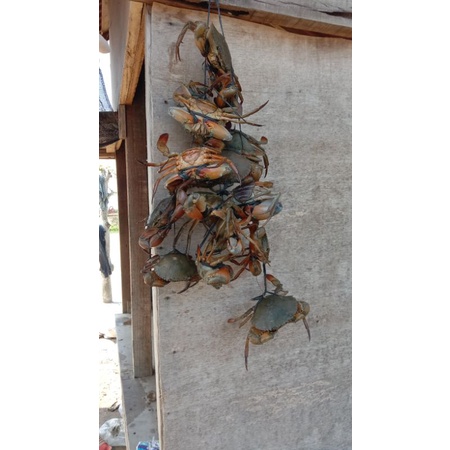 

kepiting