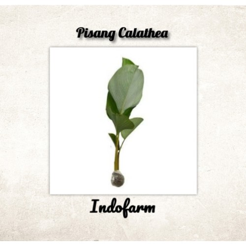 Tanaman Bibit Bunga Pisang Calathea