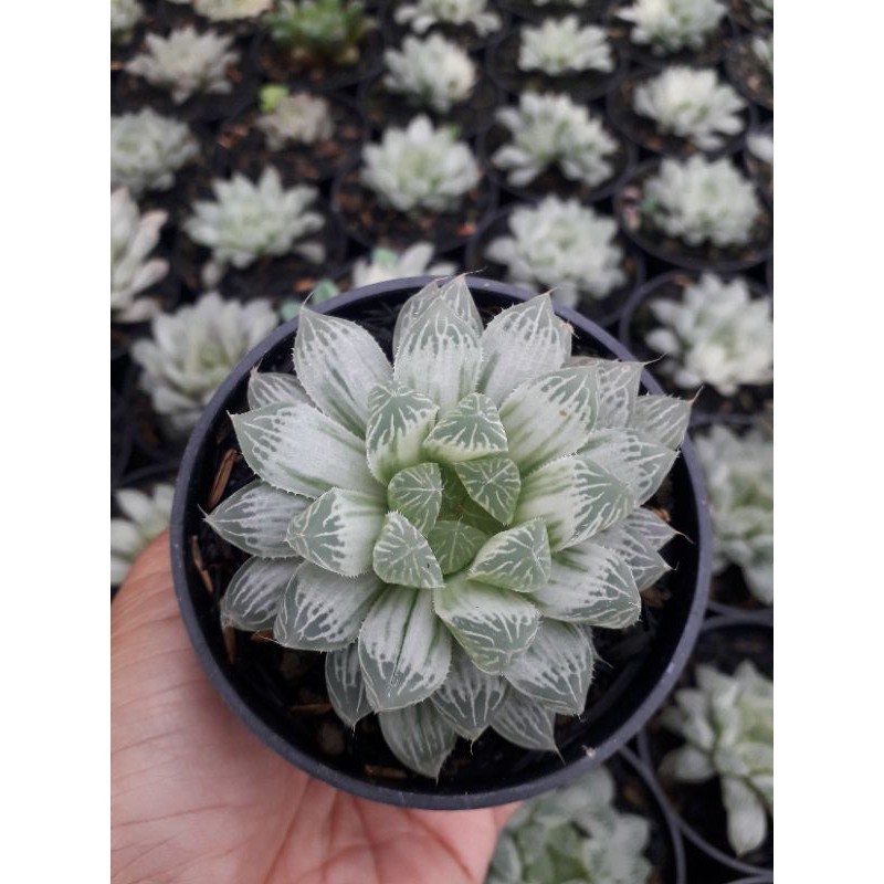 HAWORTHIA COOPERI WHITE