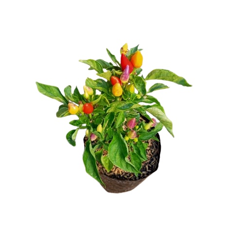 Tanaman hias cabe / CABAI PELANGI (Sudah Berbuah)
