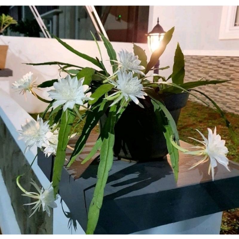 Bunga wijaya kusuma bunga besar warna putih