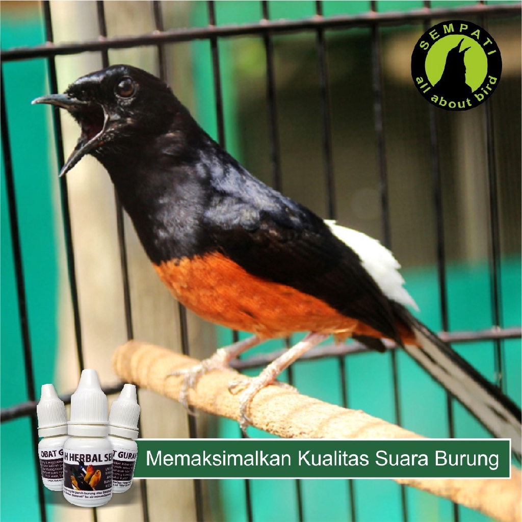 Frecpk Gurah Sempati Obat Burung Lovebird Kenari Murai Sakit Suara