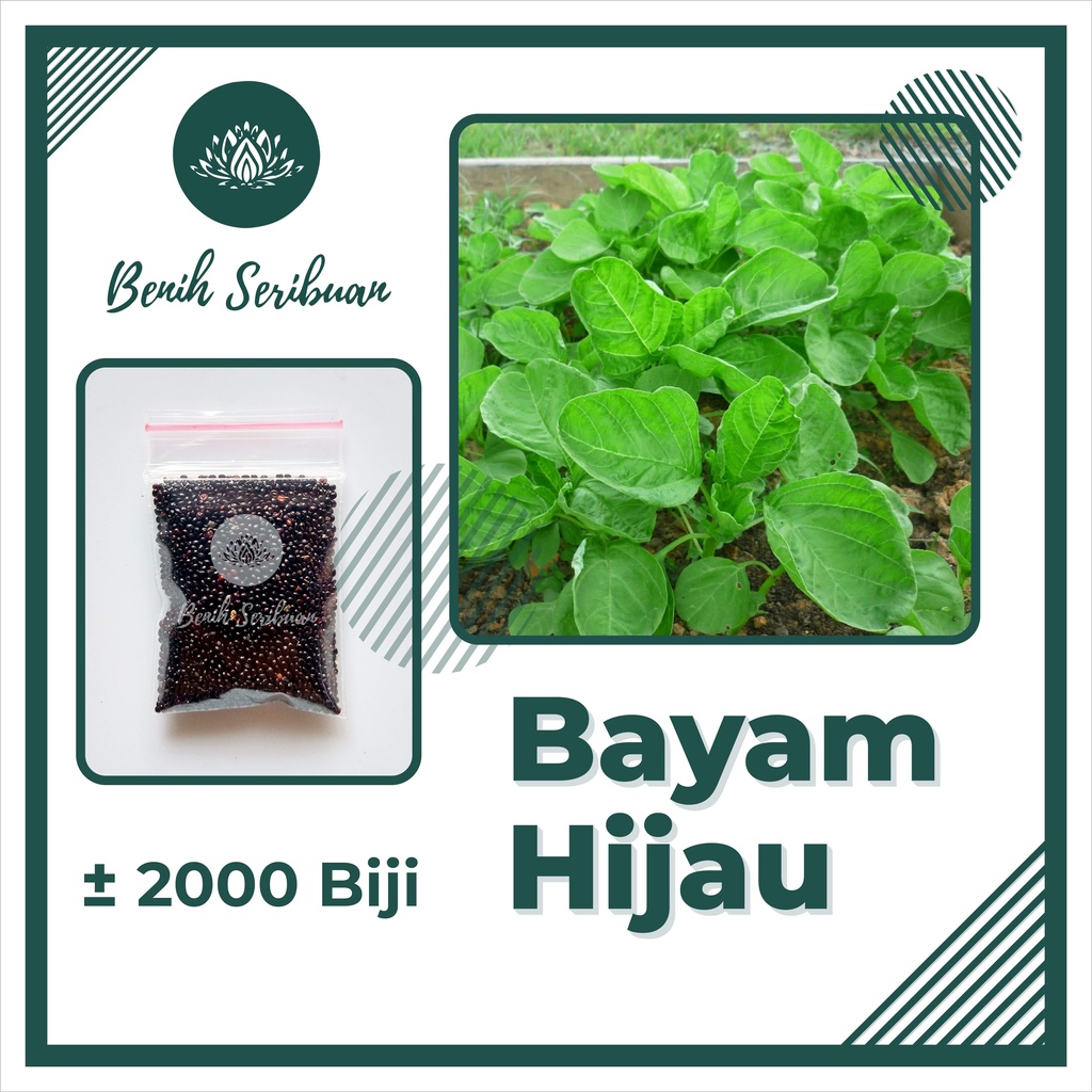 TERMURAH Benih Sayuran Bibit Sayuran Hidroponik Kangkung Bayam Kol Kubis Sayur Sawi Pakcoy Selada-BAYAM HIJAU