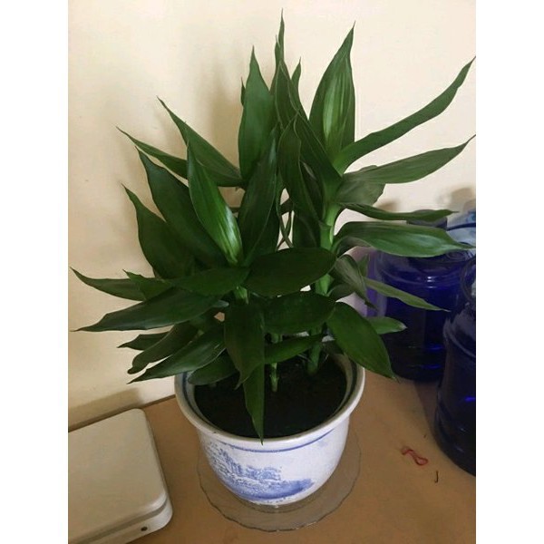 Tanaman hias sri rejeki hijau