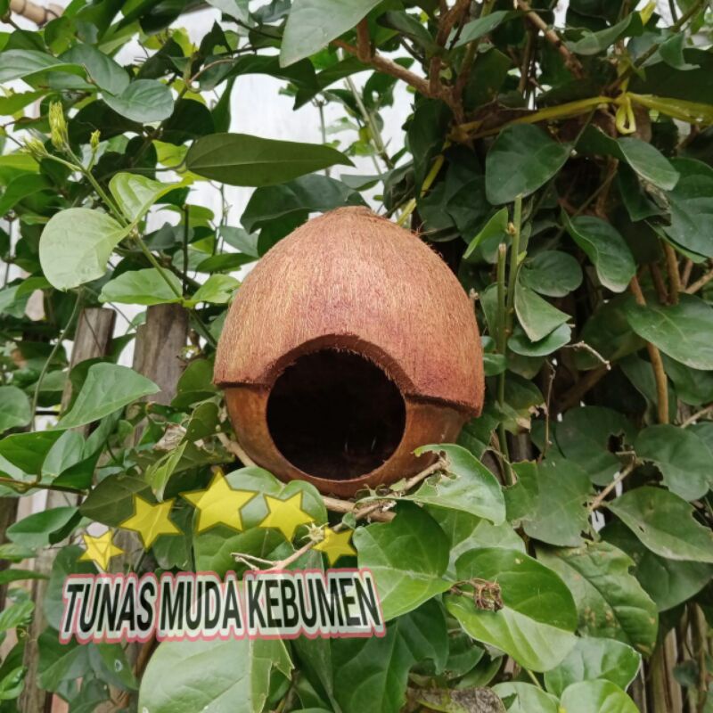 GLODOK BATOK RUMAH BERTELUR BURUNG LOVEBIRD, KENARI, KALIBRI ,PLECI MODEL JAMBUL