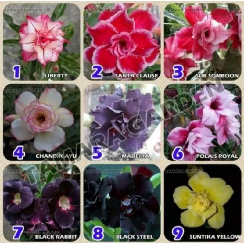 

paket bibit adenium tumpuk Kamboja Jepang 9 buah